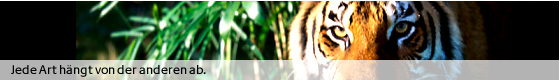 Nahaufnahme eines Bengalischen Tigers