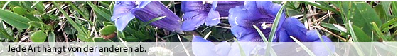 Blüte des Clusius-Enzian