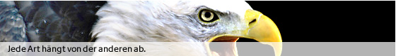 Kopf eines Weisskopfseeadlers