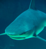 Bild eines Hais
