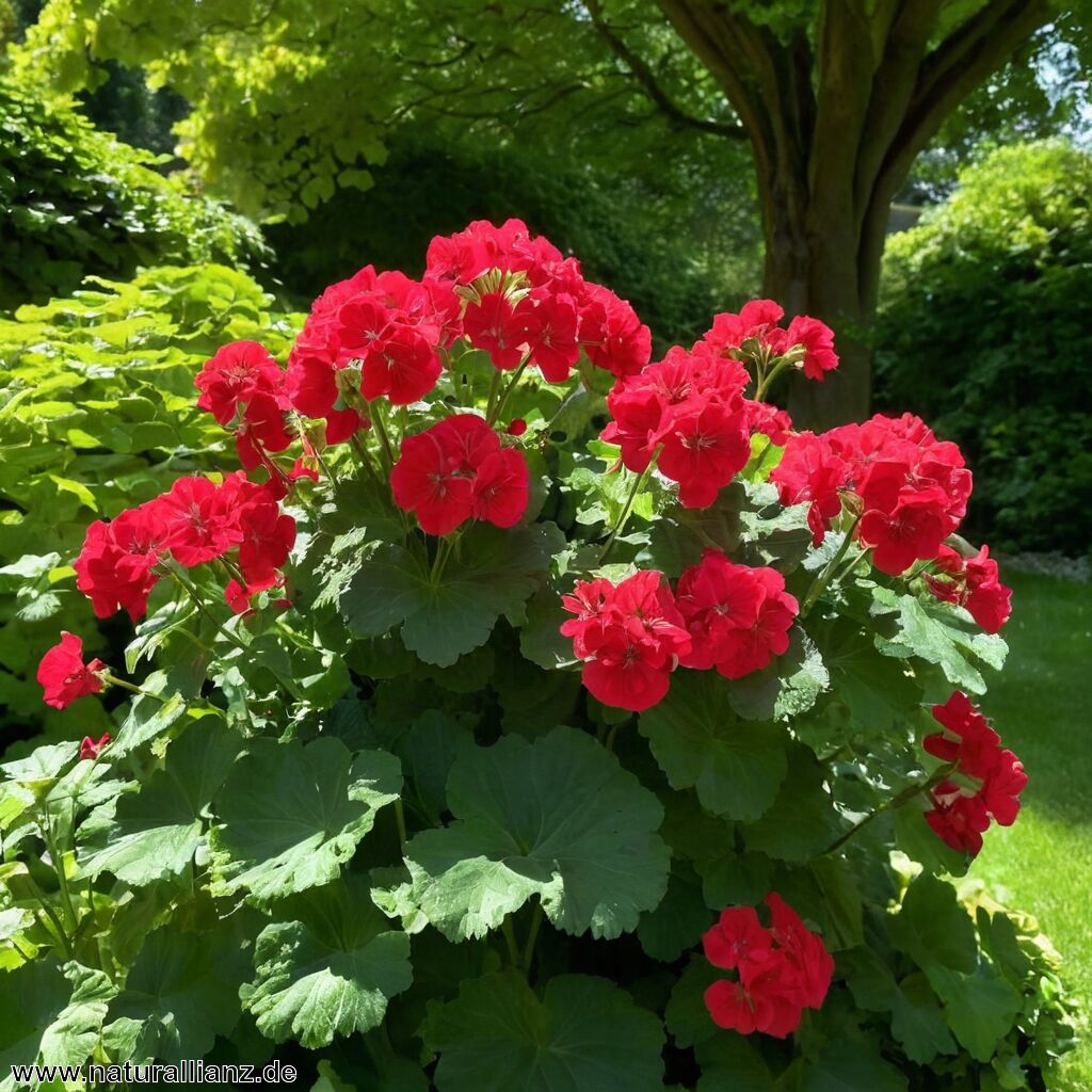 Geranium – Der vielseitige Held für schattige Bereiche