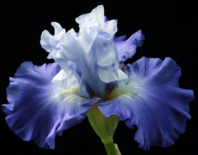 iris blüht