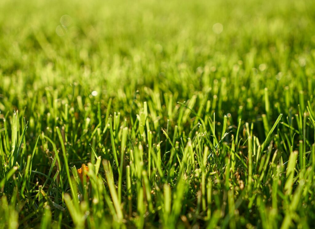 Rasenpflege bei Hitze: So bleibt dein Grün auch im Sommer kräftig und gesund