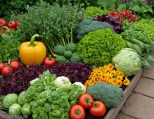 Gemüseanbau im Jahresverlauf: Der Gartenkalender