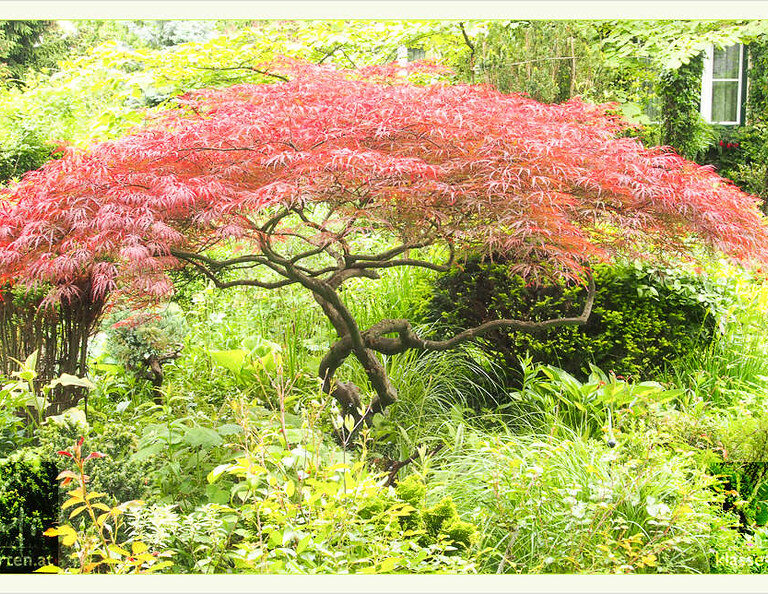 japanische Ahorne