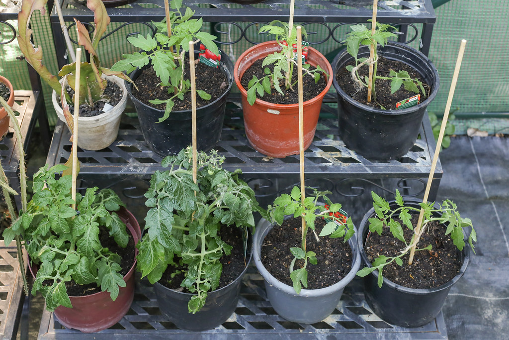 Gewächshaus Natur Allianz Gewächshaus für Tomaten