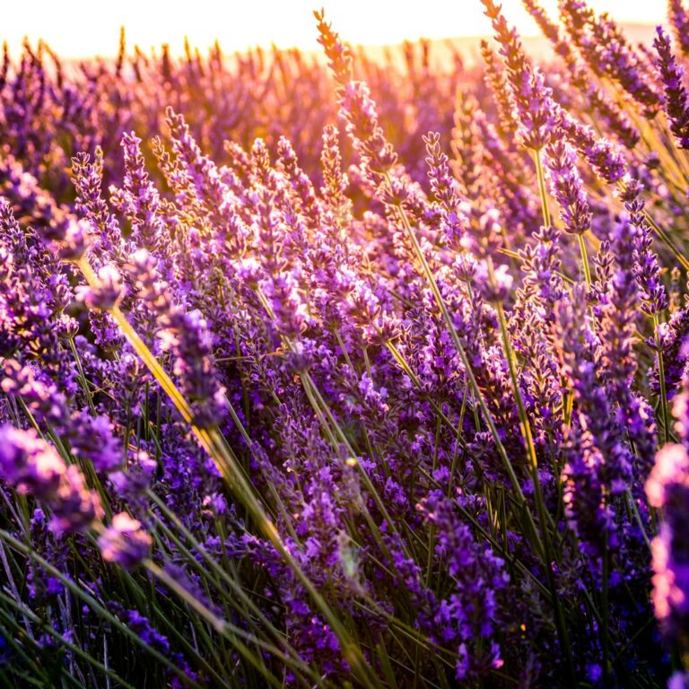 Lavendel