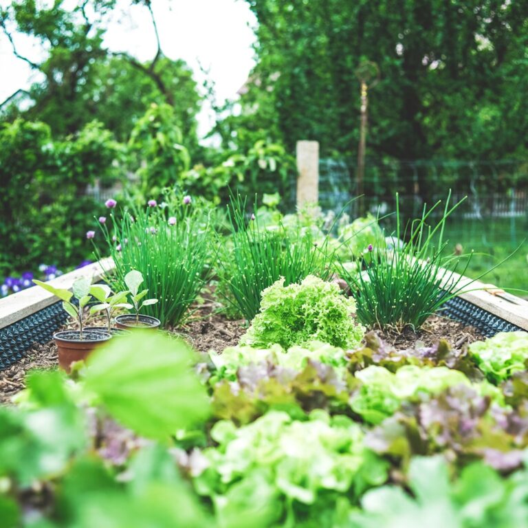 Gemüsegarten