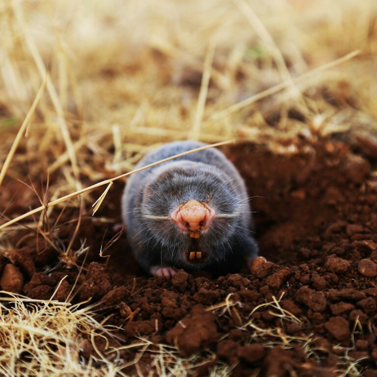 Maulwurf im Garten
