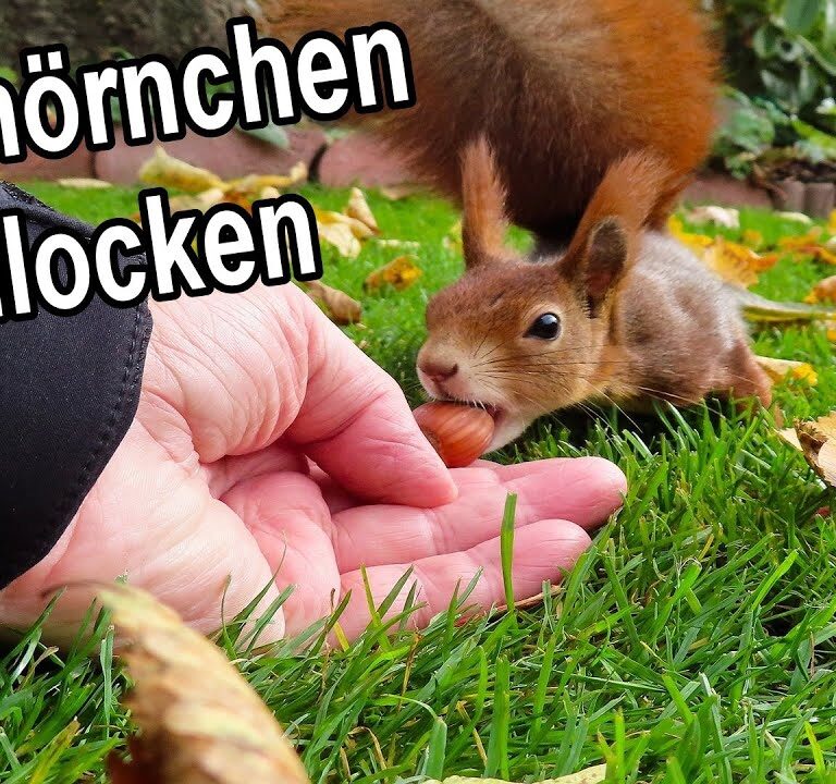 Eichhörnchen in den Garten locken