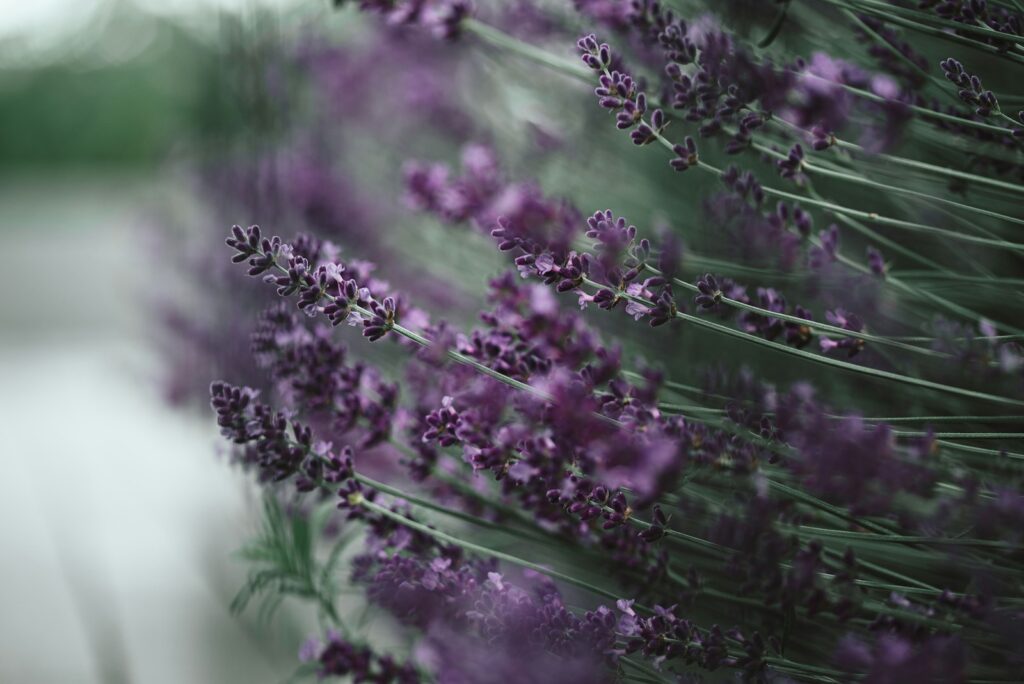 Lavendel