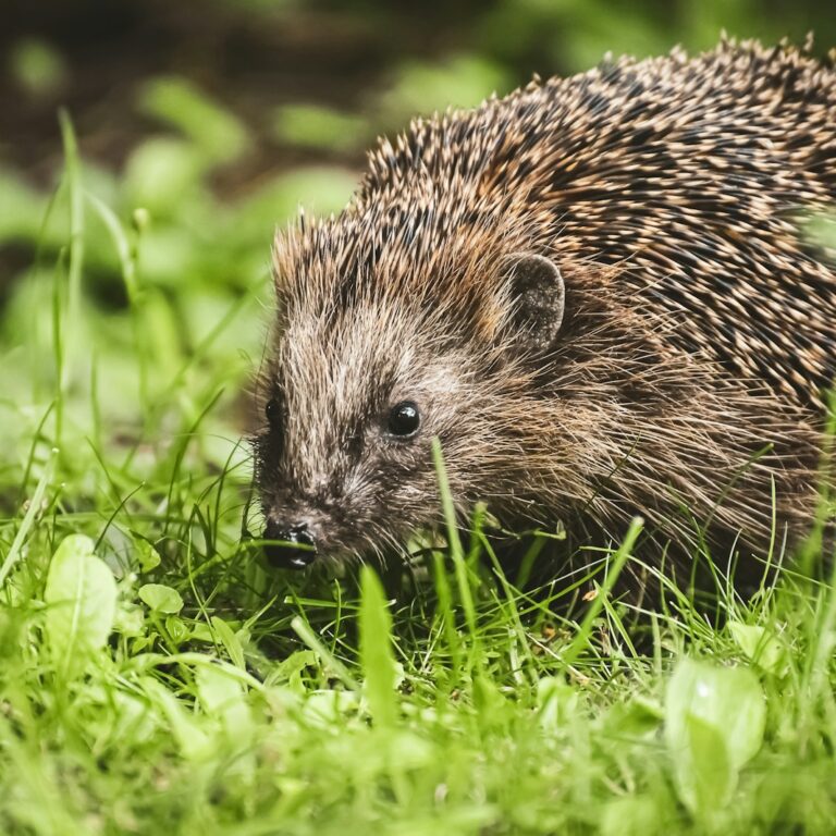Igel