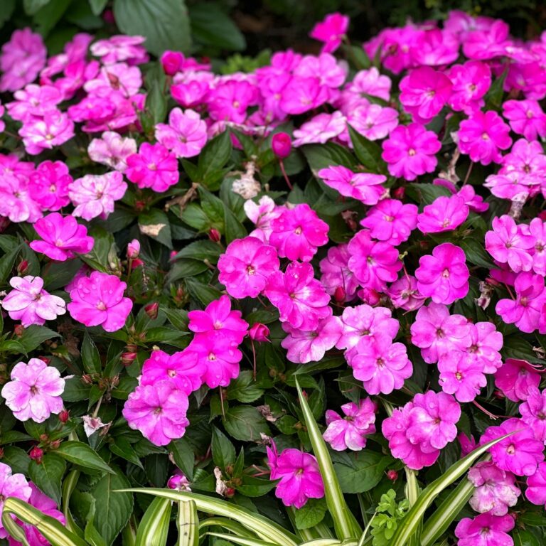 a bunch of pink flowers in a garden