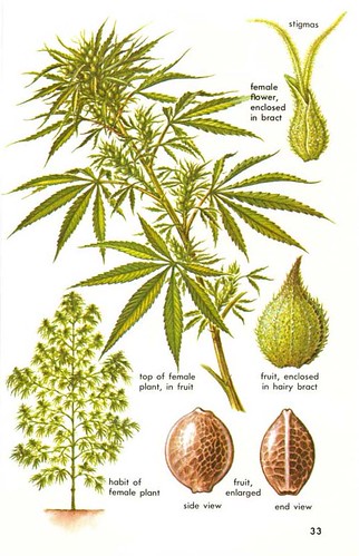 Cannabis Diagramm