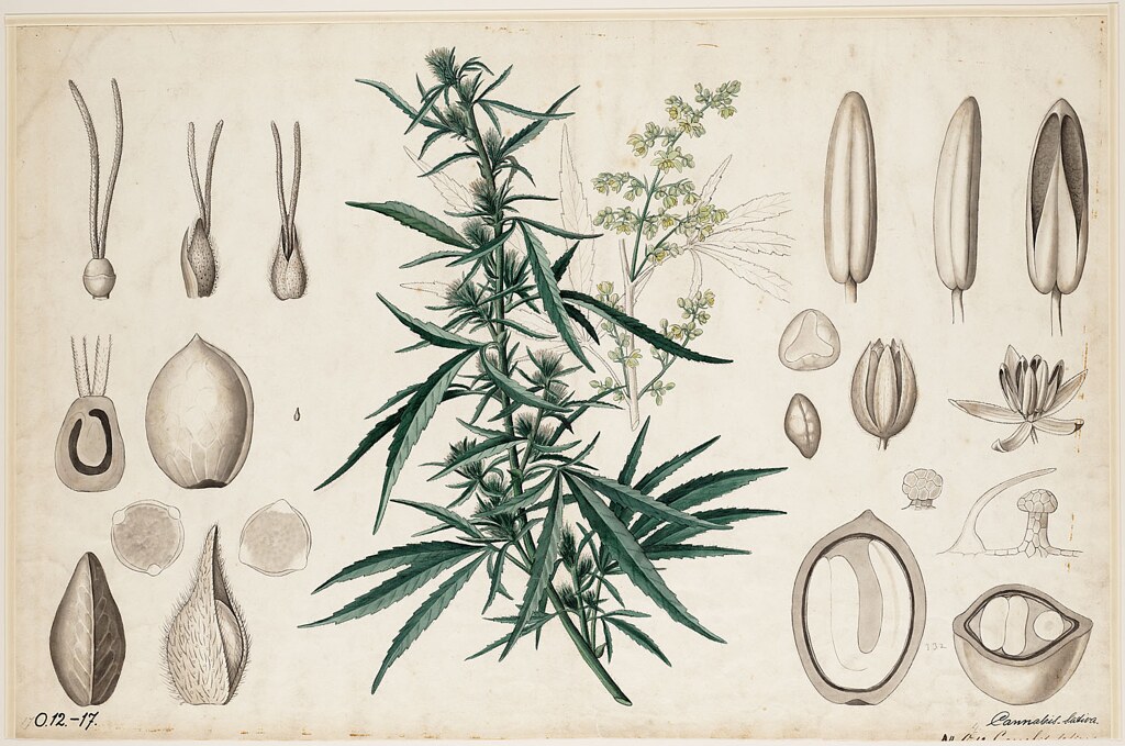 Cannabis Diagramm