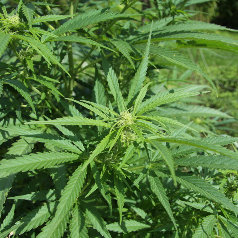 Photoperiodische Sorten und Autoflowering-Sorten