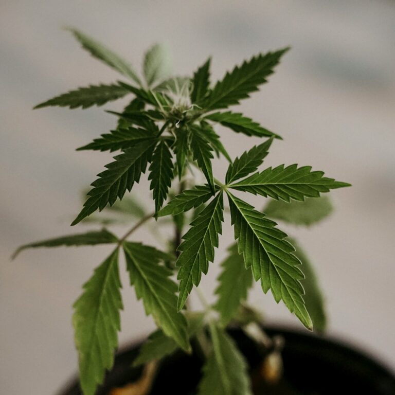 Cannabis Garten anbauen