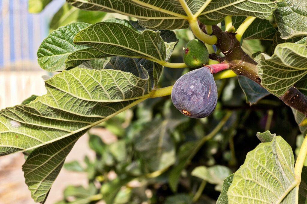 Feigenbaum