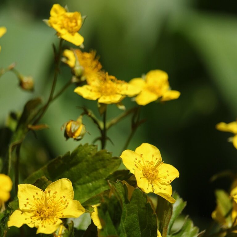 Golderdbeere