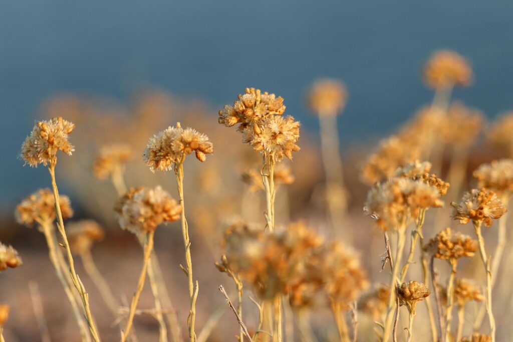 Helichrysum italicum