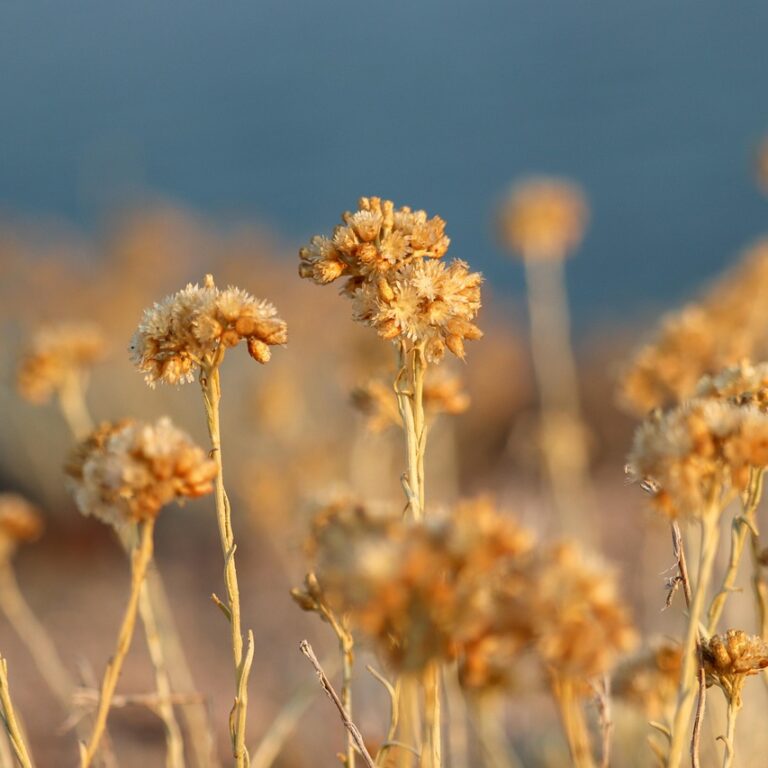 Helichrysum italicum