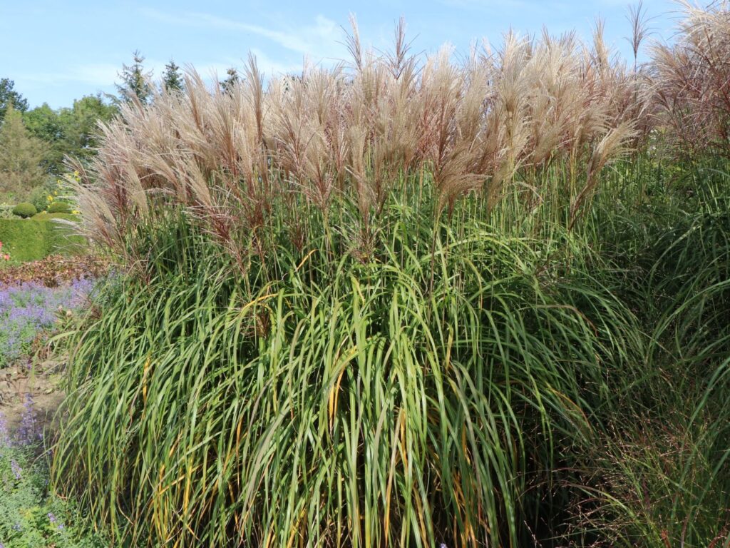 Chinaschilf pflanze