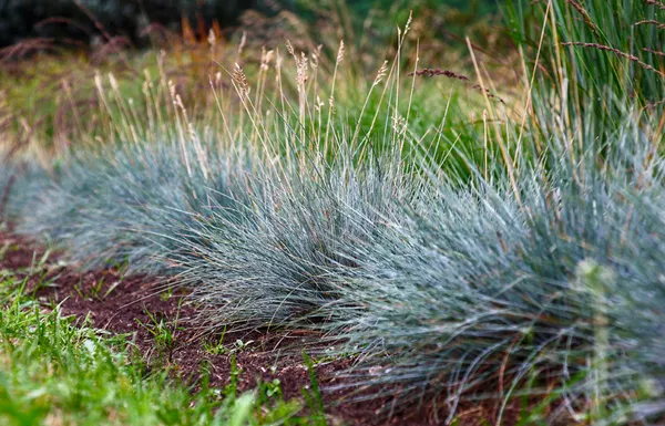 Festuca glauca