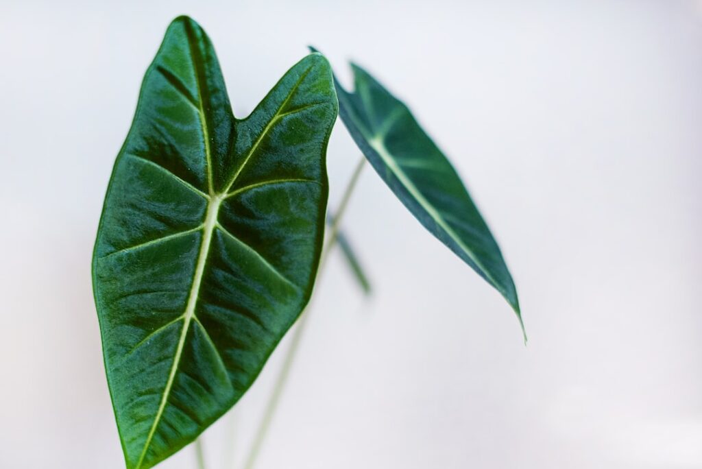 Alocasia Natur Allianz