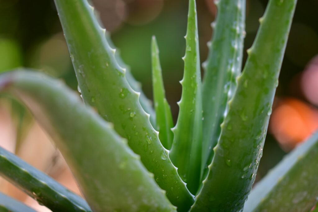 Aloe Vera Natur Allianz