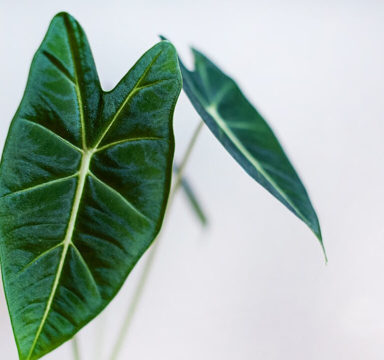 Alokasie Natur Allianz