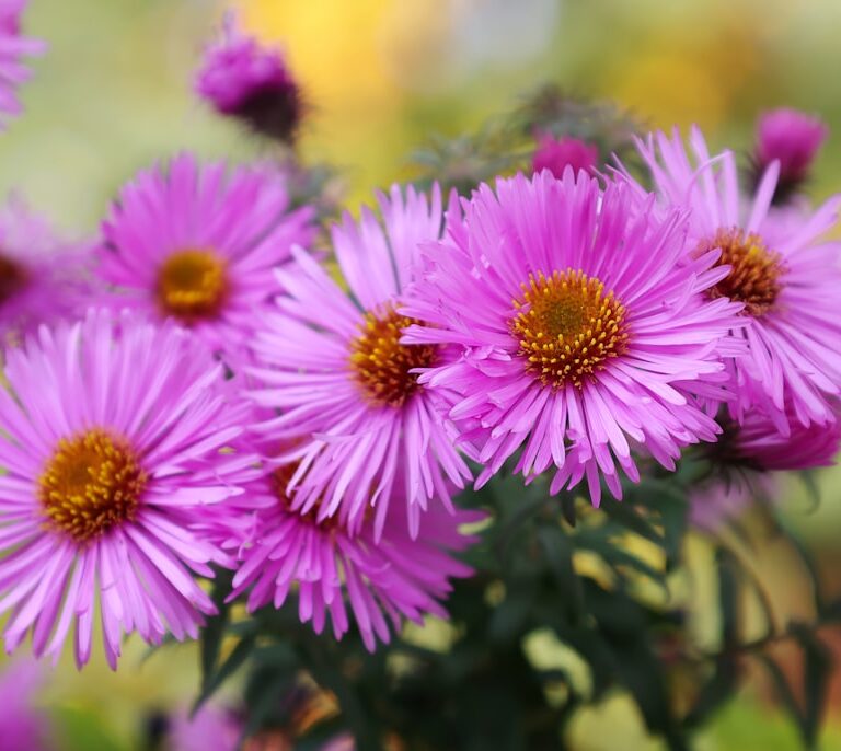 Astern Natur Allianz