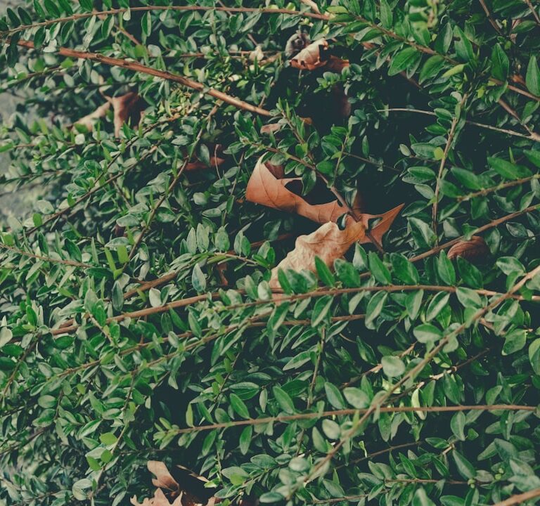 Aucuba Natur Allianz