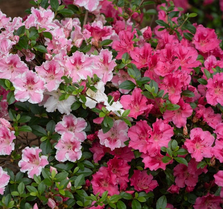 Azalee Natur Allianz