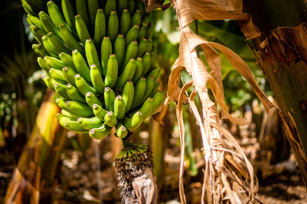Bananenpflanze Natur Allianz