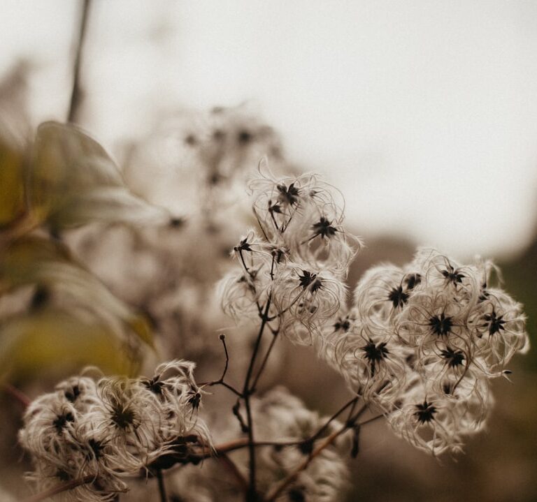 Bartblume Natur Allianz