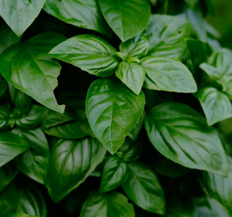 Basilikum Natur Allianz