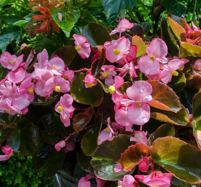 Begonien Natur Allianz