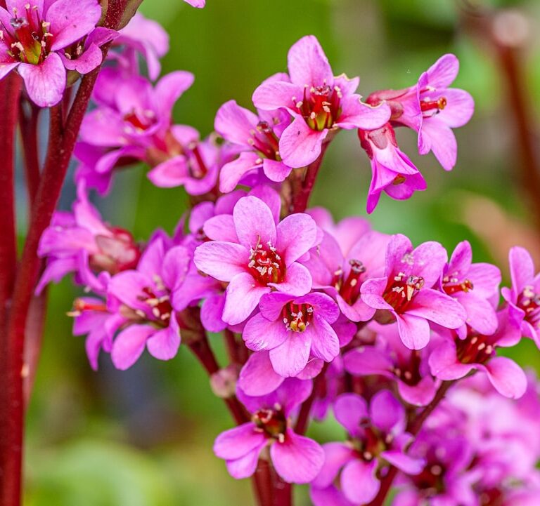 Bergenien Natur Allianz