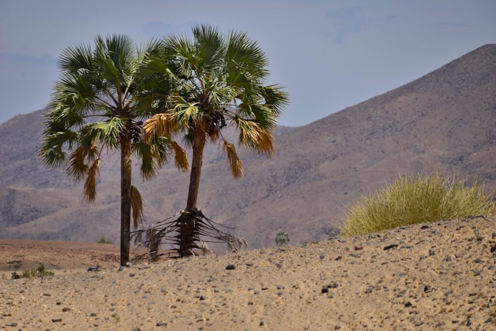 Bergpalme Natur Allianz