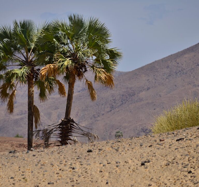 Bergpalme Natur Allianz