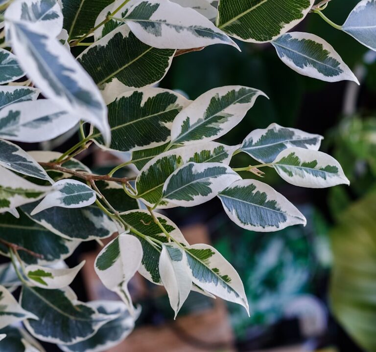 Birkenfeige Natur Allianz