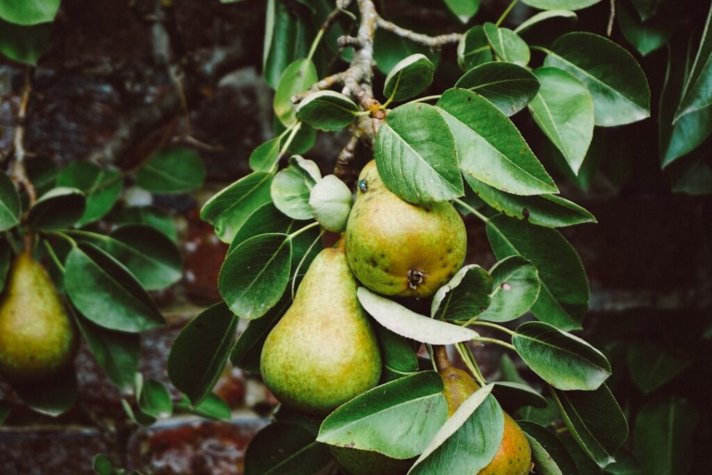 Birnenbaum Natur Allianz
