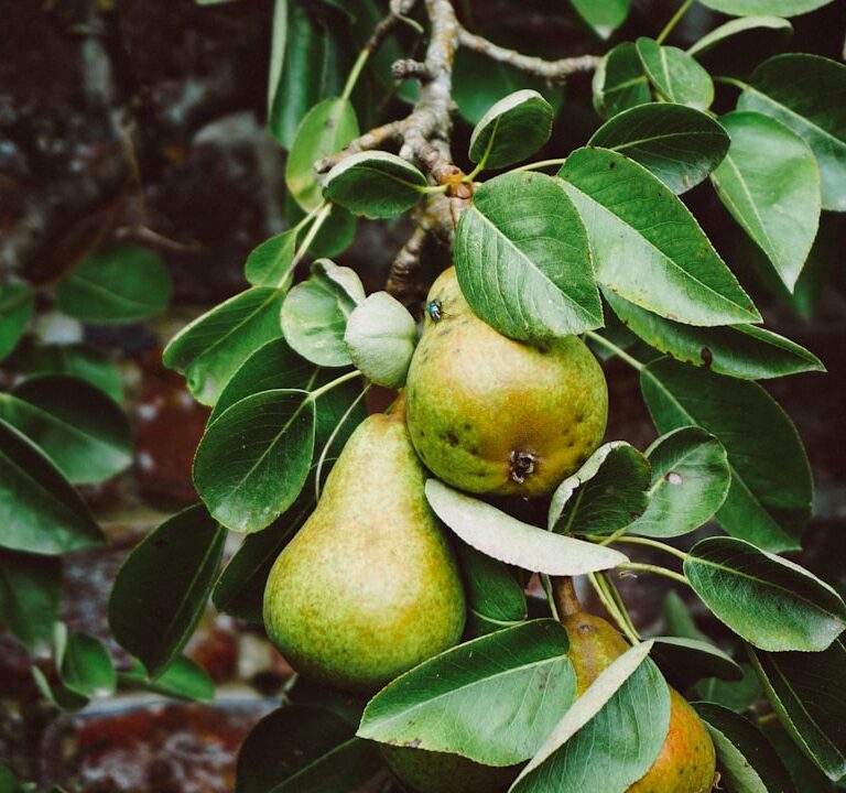 Birnenbaum Natur Allianz