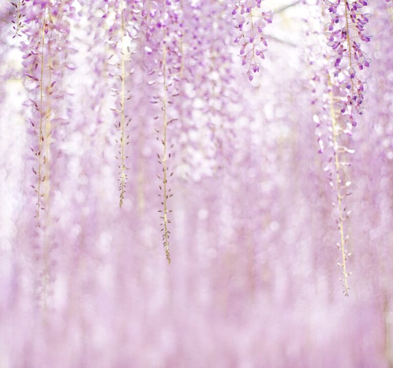 Blauregen Natur Allianz