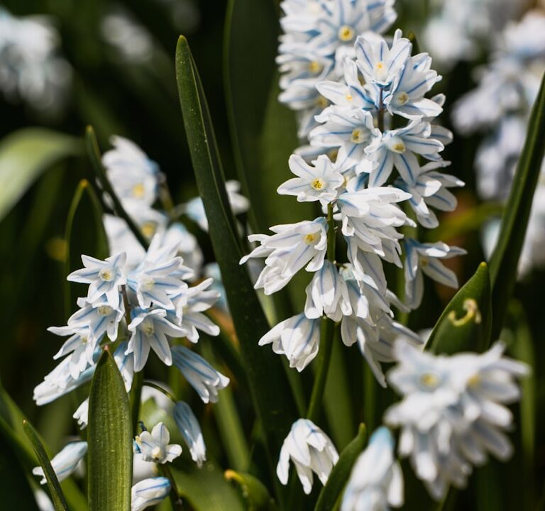 Blaustern Natur Allianz