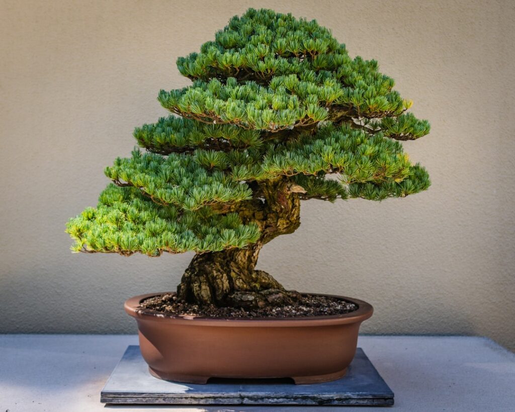 Bonsai Natur Allianz