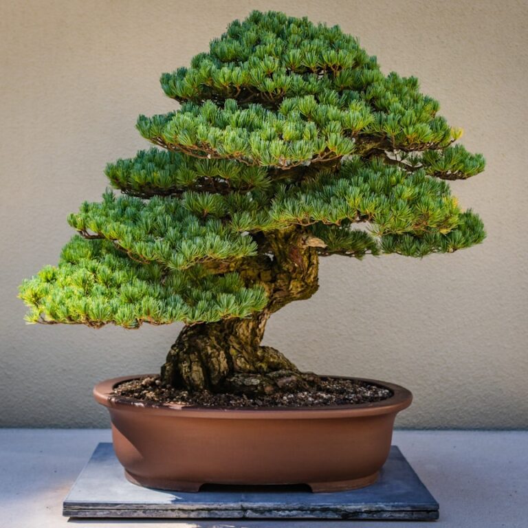 Bonsai Natur Allianz