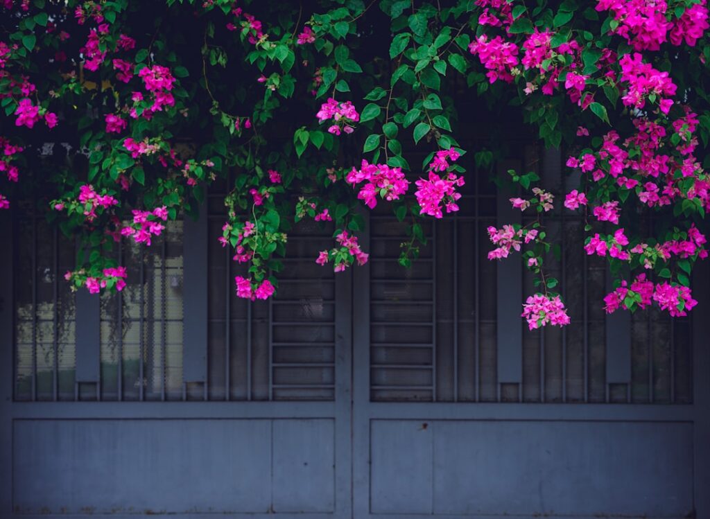 Bougainvillea Natur Allianz