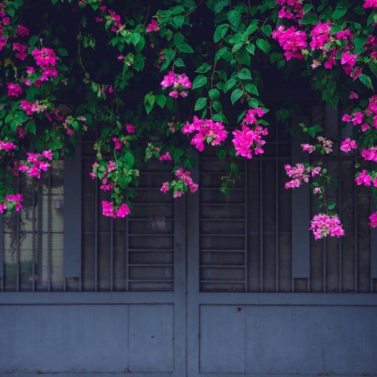 Bougainvillea Natur Allianz