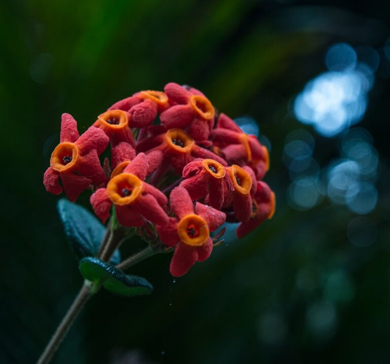 Brahmi Natur Allianz